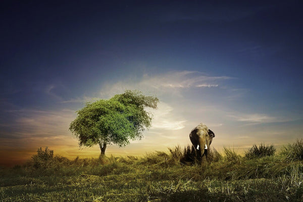 elephant dans la savane