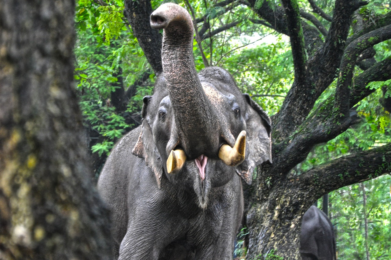 elephant trompe en haut