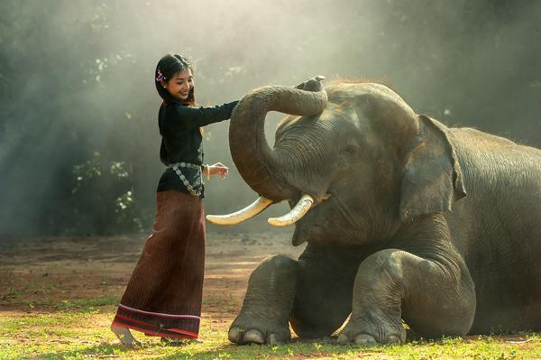 éléphant avec une dame