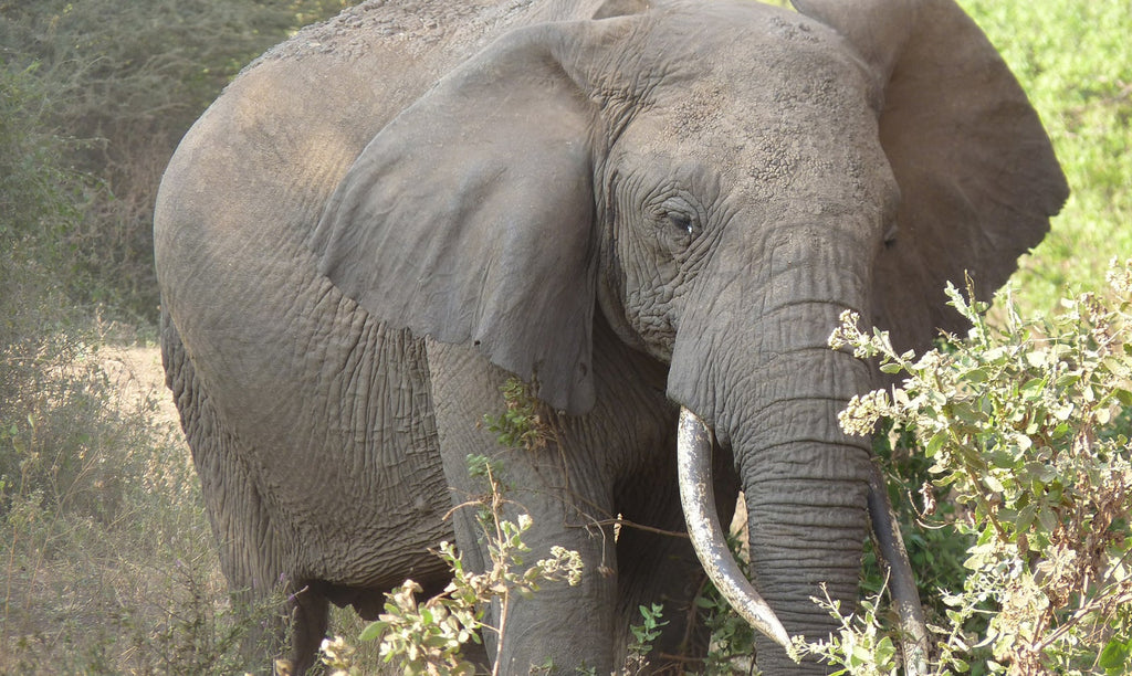 éléphant africain