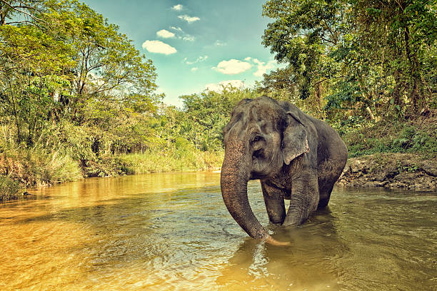 elephant d'asie