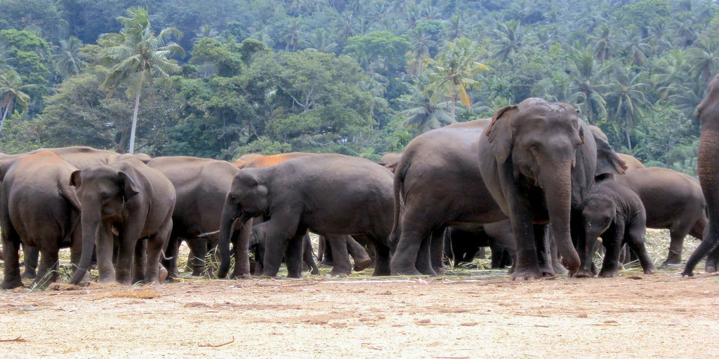 troupeau d'éléphant