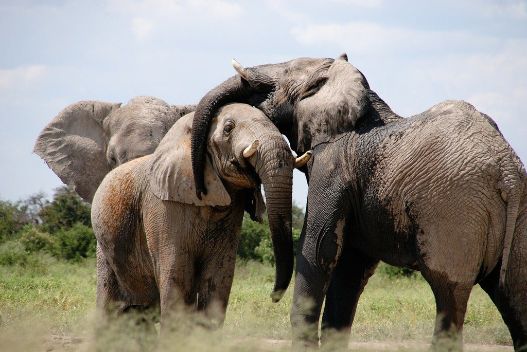 éléphant état de musth