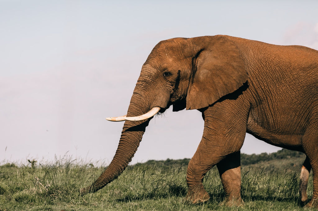 éléphant mâle en musth