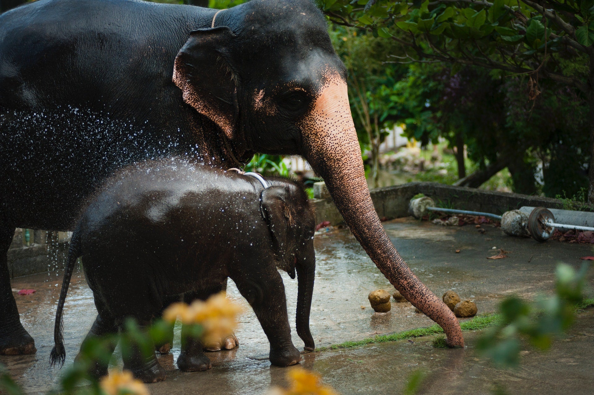 elephant maternel