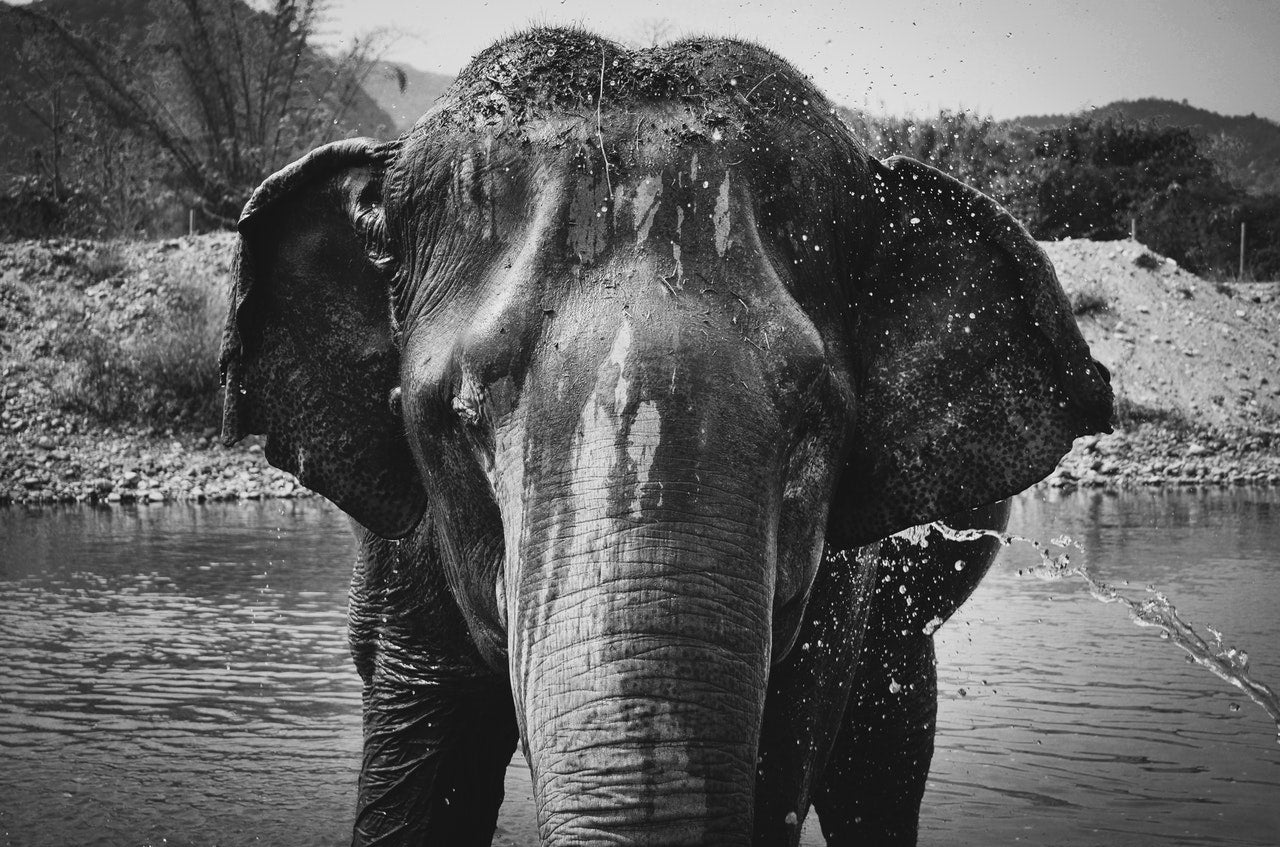 elephant noir et blanc