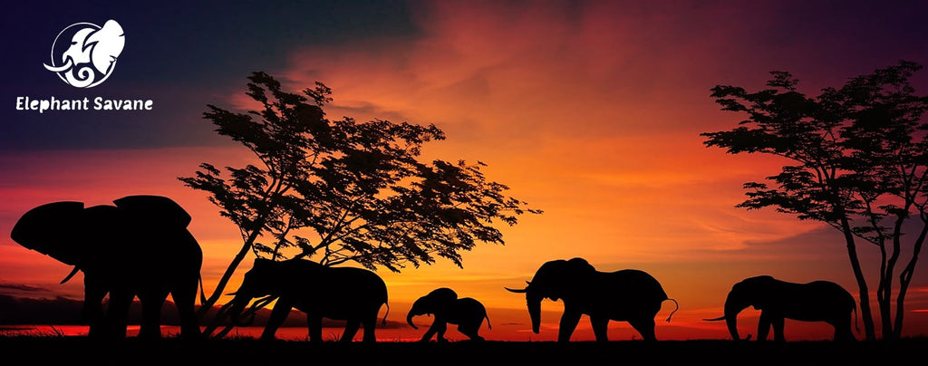 elephant savane