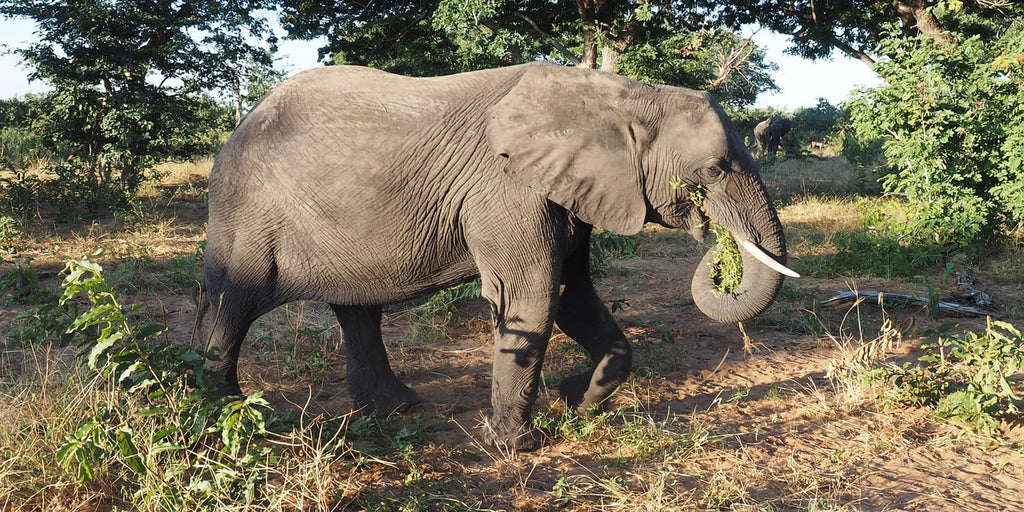 éléphant africain des forêts