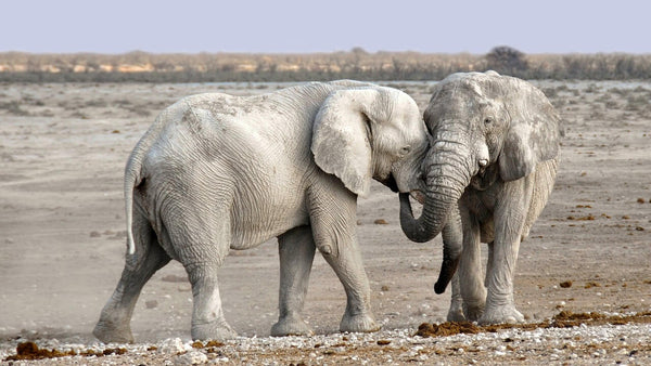 La marche de l'éléphant