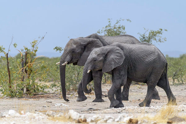 famille d'éléphant