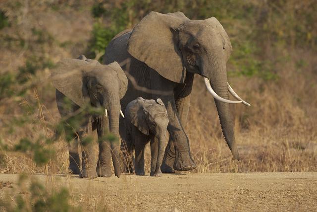famille d'éléphant