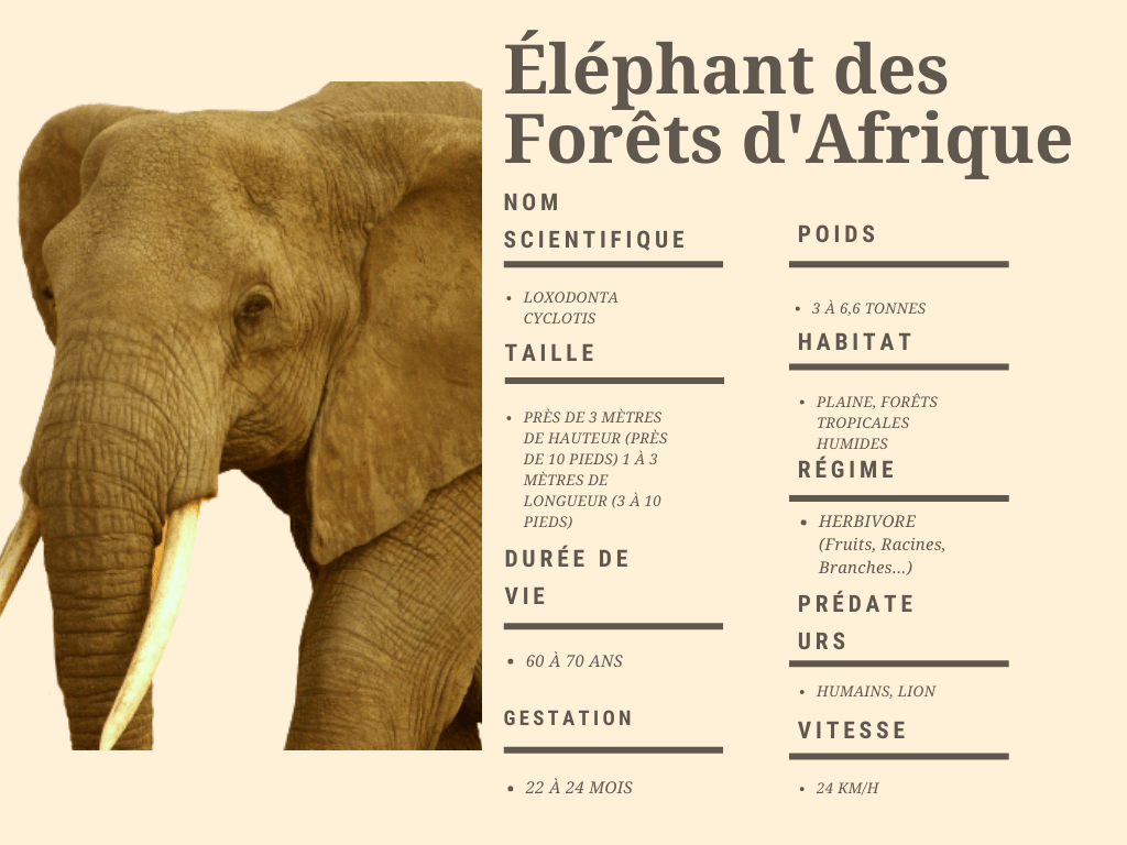 fiche de l'éléphant des forêt d'afrique