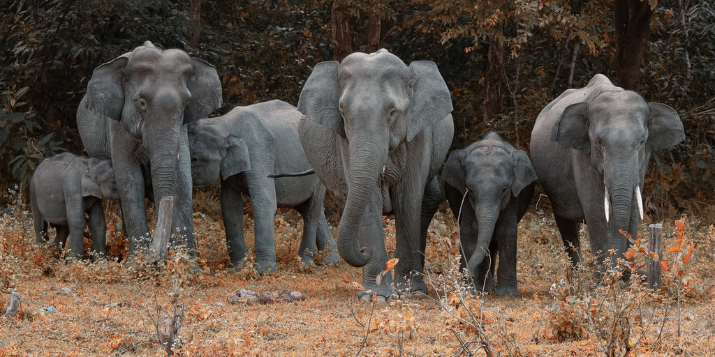groupe d'éléphant