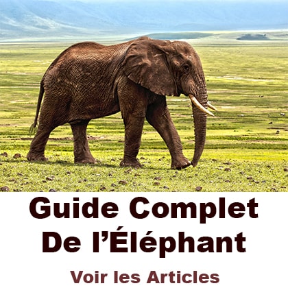le guide complet de l'éléphant