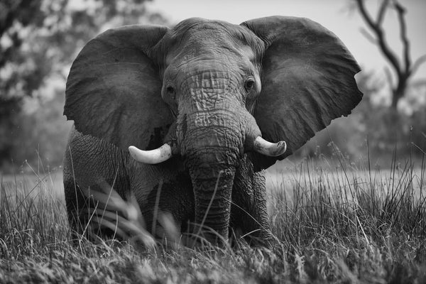 éléphant en danger d'extinction 