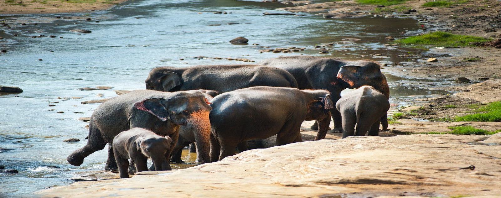 éléphant dans l'eau