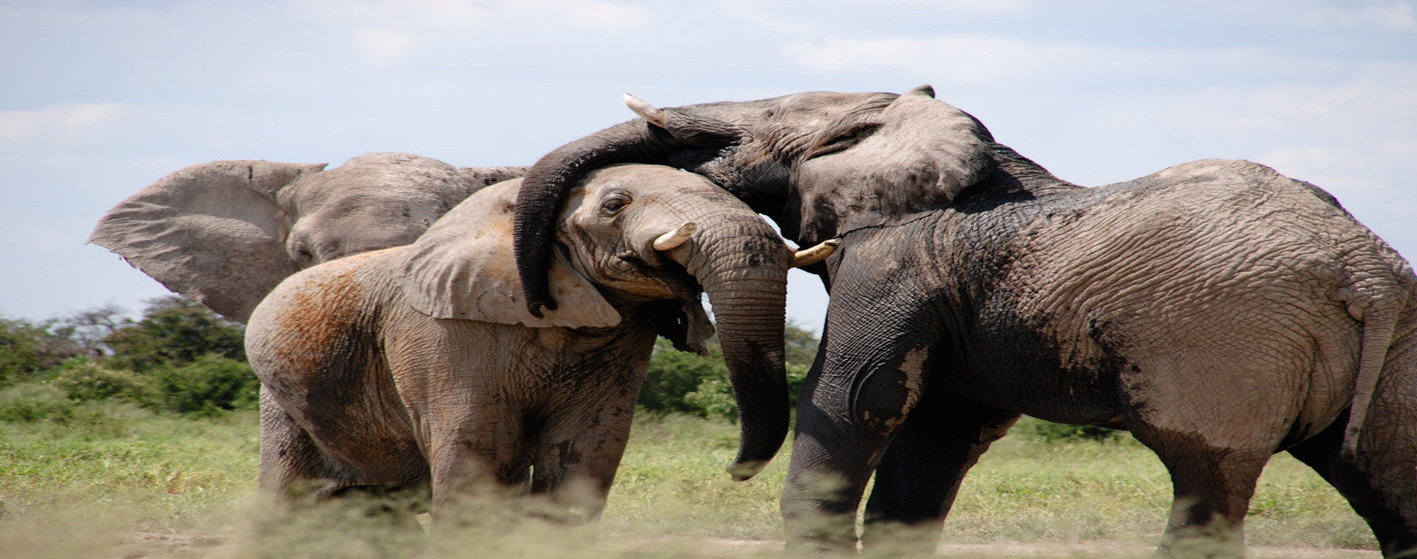 éléphant famille