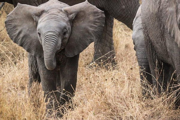 oreille bébé éléphant