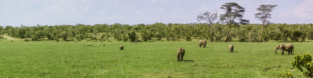 éléphant et déforestation