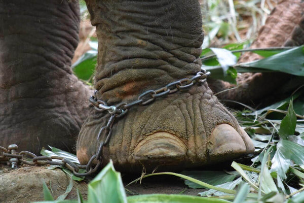 patte d'éléphant avec une chaine