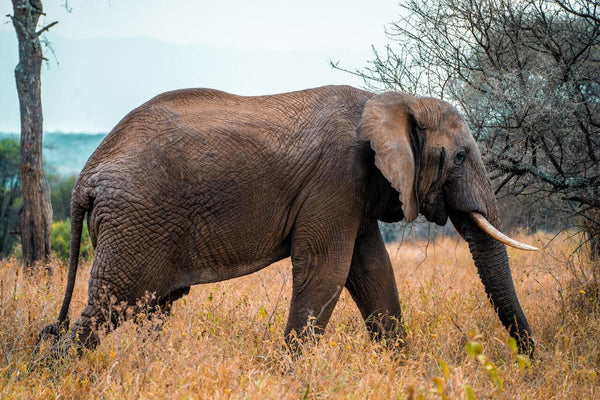 braconnage éléphant