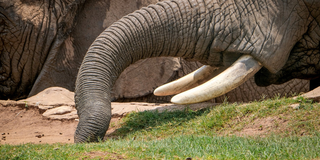 défenses d'éléphants