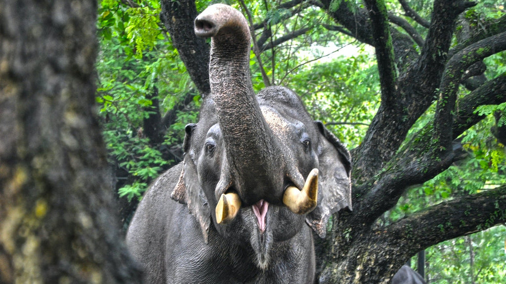 la bouche d'un éléphant