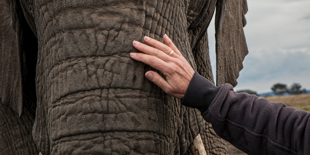 trompe de l'éléphant