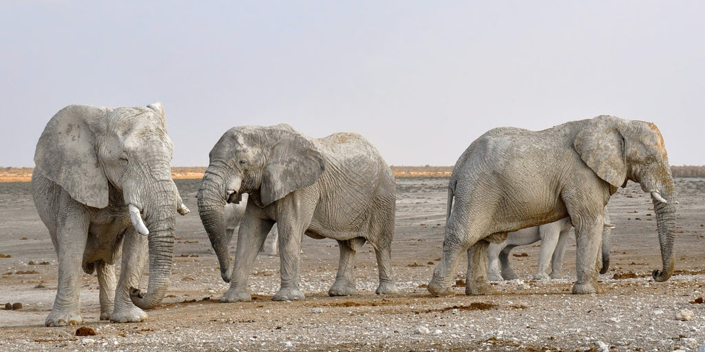 trois éléphants