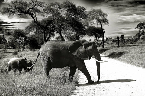 éléphants d'Afrique