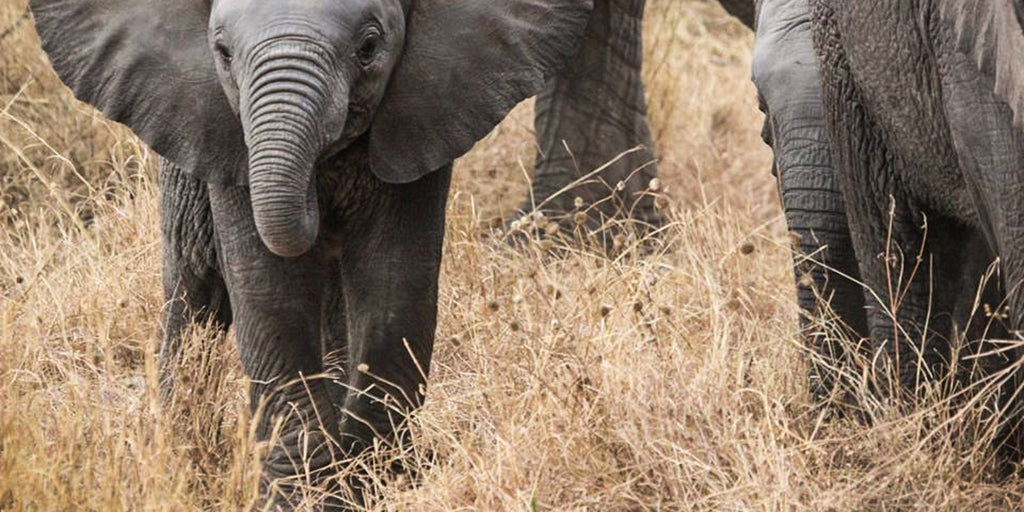 oreille d'éléphants