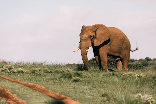 éléphants savanes