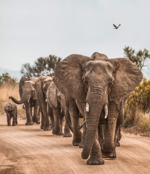 Troupes éléphants