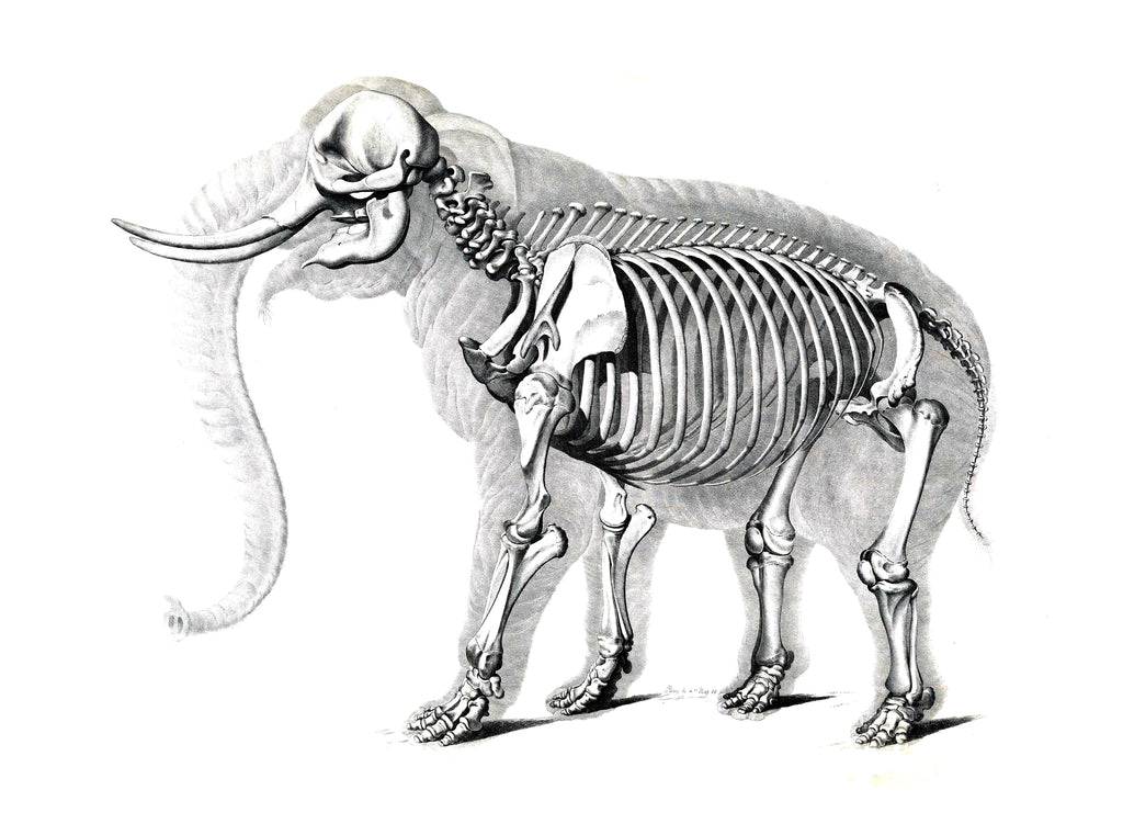 squelette d'éléphant