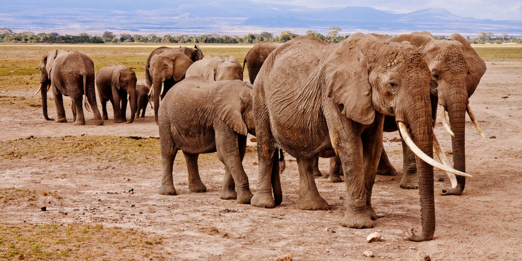 troupeau avec des éléphants