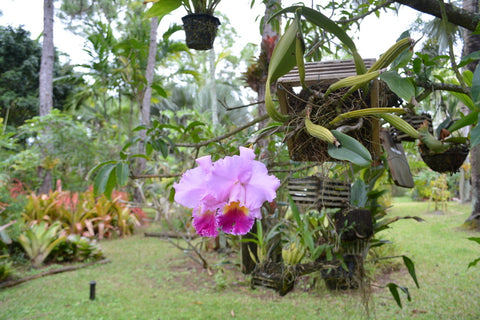 Tillandsia Andy'sAirplants Blog UK Bromeliads Orchid