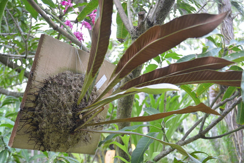 Tillandsia Andy'sAirplants Blog UK Bromeliads Epiphytic Fern