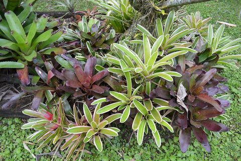 Tillandsia Andy'sAirplants Blog UK Bromeliads