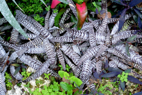 Cryptanthus plant close up bromeliad