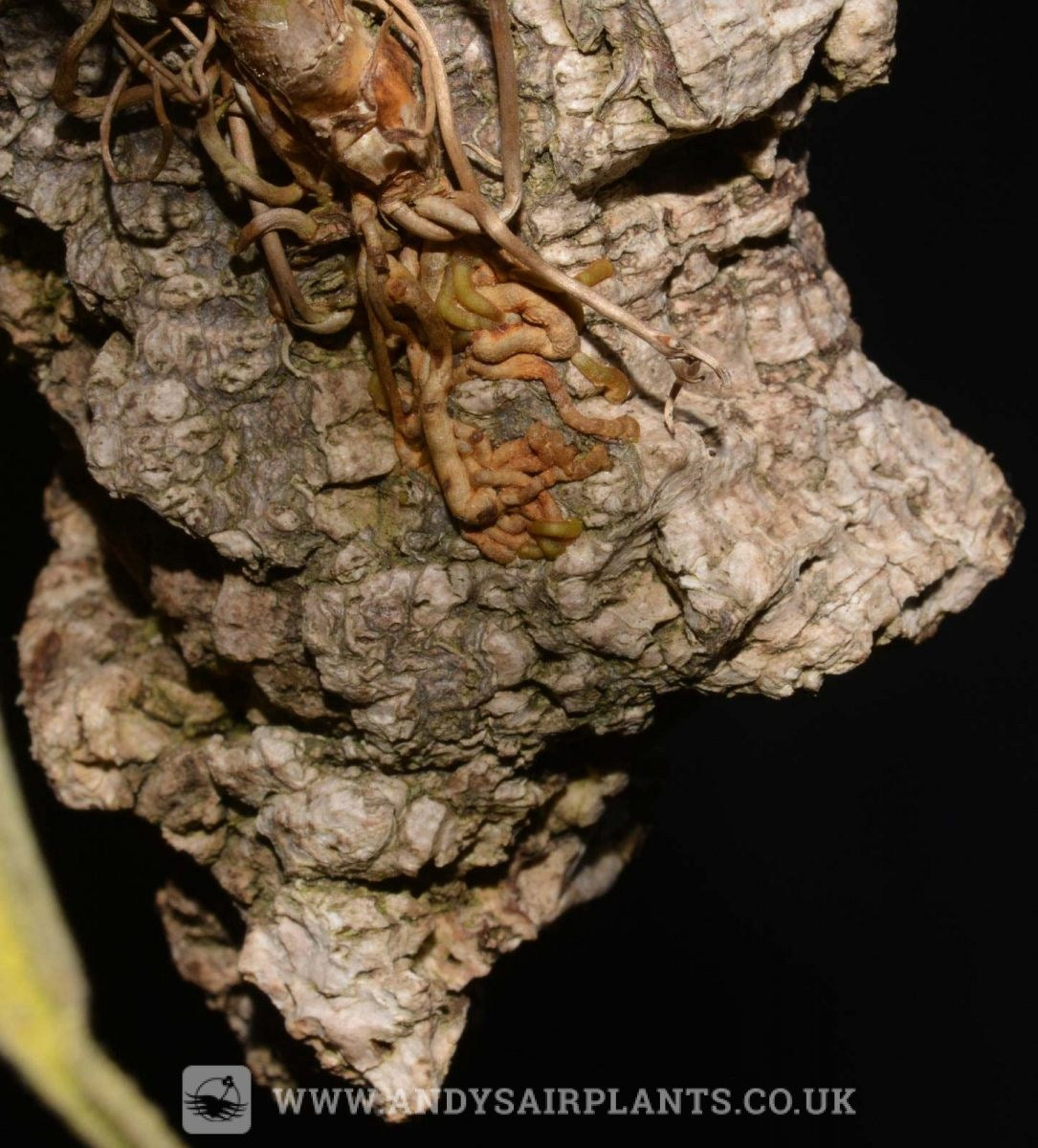 Tillandsia roots