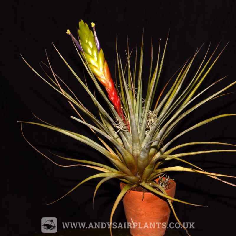 Tillandsia fasciculata fully rooted into a pot of 100% potting bark.