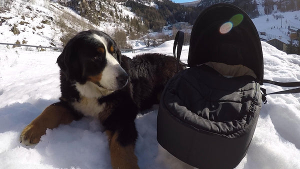 Squash Falconer's dog next to baby in Mountain Buggy cocoon