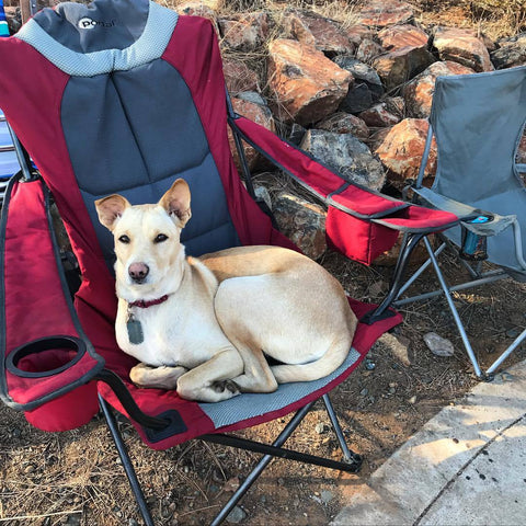 Cream colored dog relaxing in a red and grey camping chair