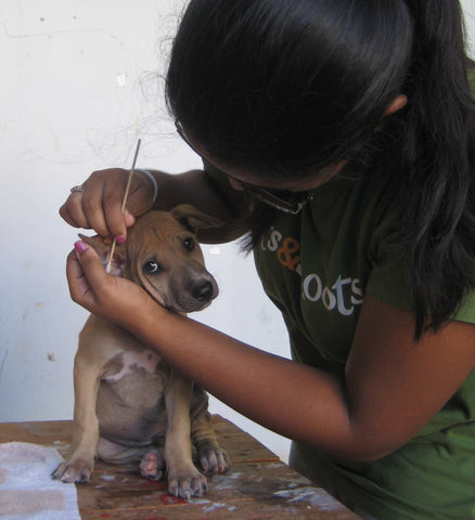 Shelter Puppy Gets Their Ears Cleaned by Volunteer