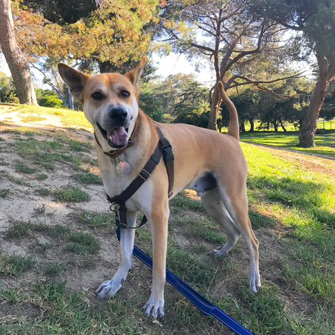 Happy dog rescued and adopted from Thailand