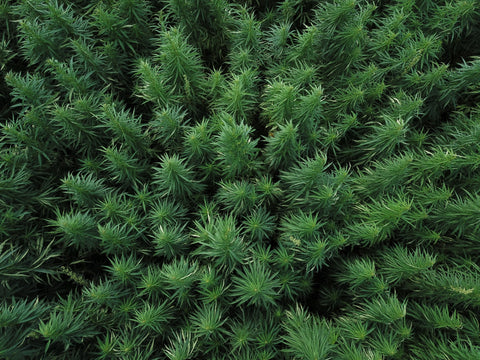 Aerial view of hemp fiber plants growing in Europe