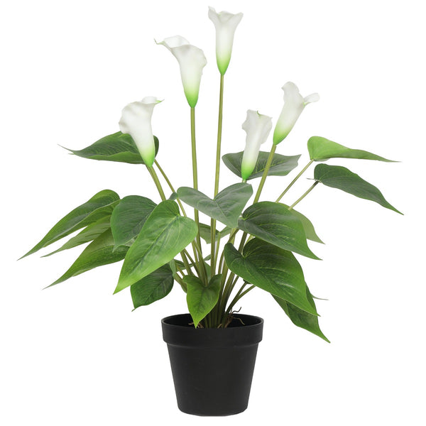 Artificial Flowering White Peace Lily / Calla Lily Plant 50cm | Tanstella
