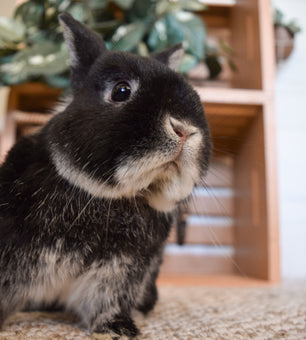 Netherland dwarf rabbit black otter