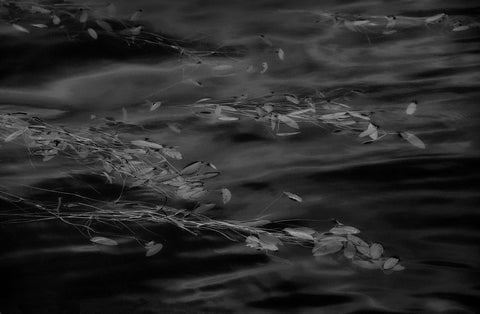 A black and white image of leaves floating on the surface of rippled water.