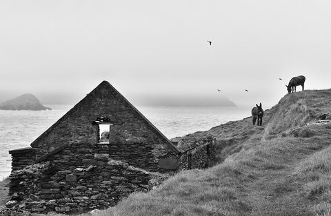 Two donkeys grazing on the Great Blasket Island by an old stone cottage with a blanket of mist and birds overhead.